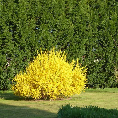 Les Sureaux Bed and breakfast 3*