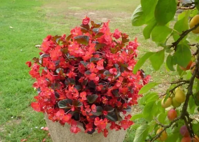 Frühstückspension Les Sureaux